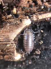 Oniscidea