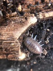 Oniscidea