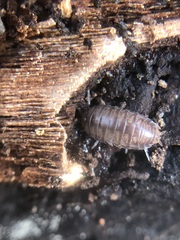 Oniscidea