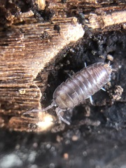 Oniscidea