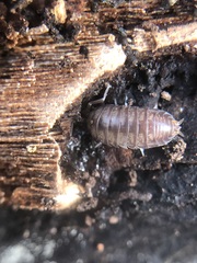 Oniscidea