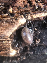 Oniscidea