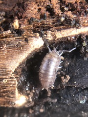 Oniscidea