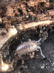 Oniscidea