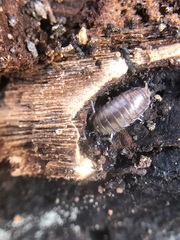 Oniscidea
