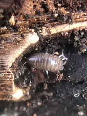 Oniscidea