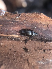 Coleoptera