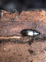 Coleoptera