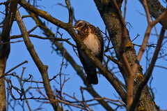 Turdus pilaris