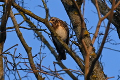 Turdus pilaris