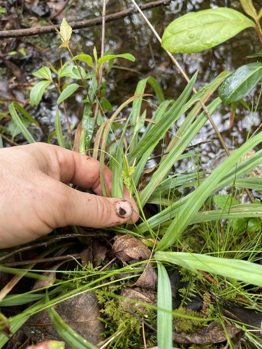 Carex abscondita image