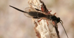Earinus limitaris