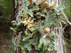 Yarrumia colensoi