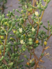 Zygophyllum qatarense