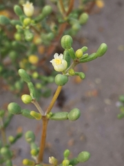 Zygophyllum qatarense