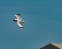 Chroicocephalus brunnicephalus