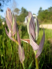 Serapias nurrica