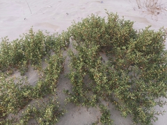 Zygophyllum qatarense