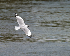 Chroicocephalus brunnicephalus