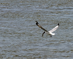 Chroicocephalus brunnicephalus