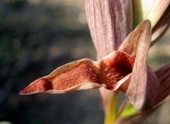 Serapias nurrica