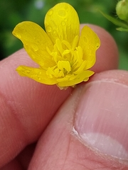 Ranunculus trilobus