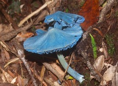 Entoloma hochstetteri