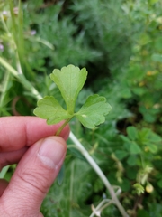 Ranunculus trilobus