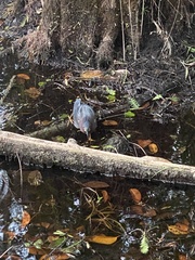 Butorides virescens image