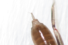 Hubbardiidae