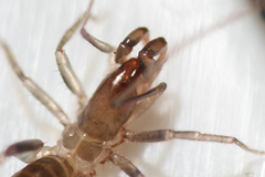 Hubbardiidae