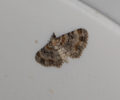 Eupithecia pulchellata
