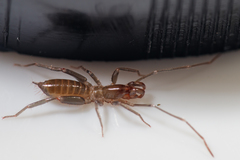 Hubbardiidae