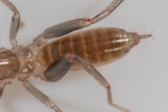 Hubbardiidae