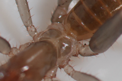Hubbardiidae