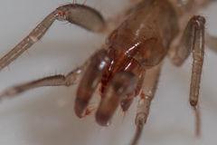 Hubbardiidae