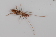 Hubbardiidae
