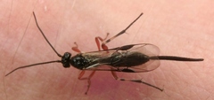 Earinus limitaris