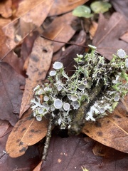 Heterodermia echinata