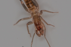 Hubbardiidae