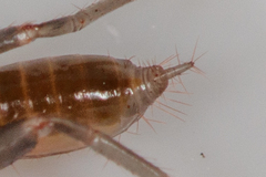 Hubbardiidae