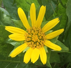 Wyethia glabra