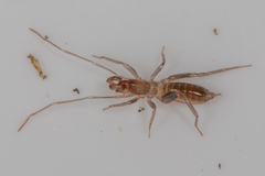 Hubbardiidae