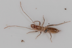 Hubbardiidae