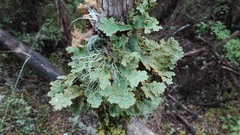 Yarrumia colensoi