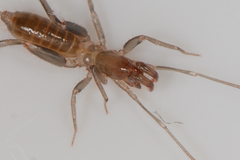 Hubbardiidae