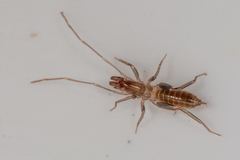 Hubbardiidae