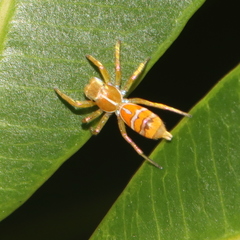 Cosmophasis bitaeniata