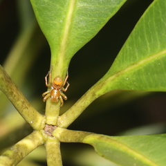 Cosmophasis bitaeniata