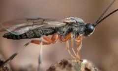 Earinus limitaris